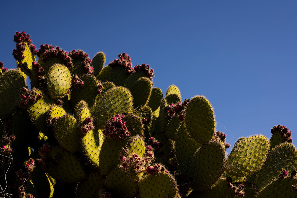 "ALT"fotógrafo en Mallorca son Togores cactus"